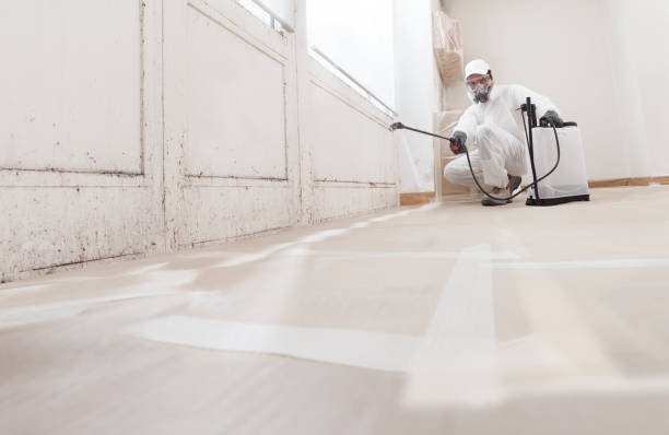 mold remediation services
