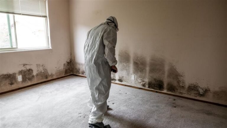 mold removal in wichita ks