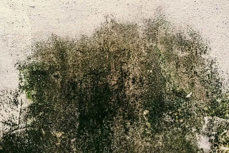 How To Repair Mold Damage_ Professional Solutions Explained