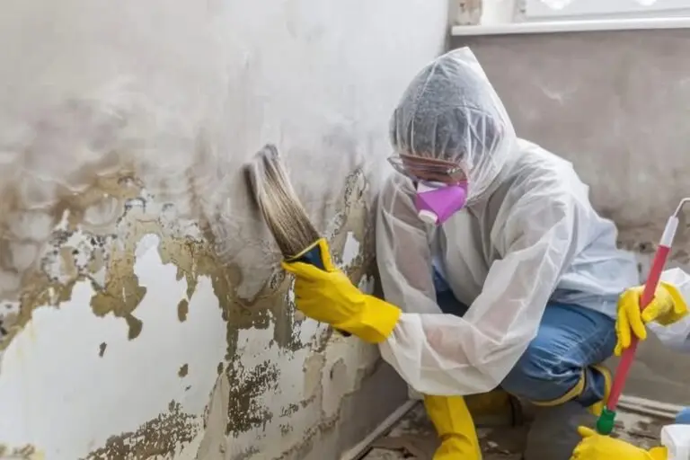 What To Do After Mold Remediation
